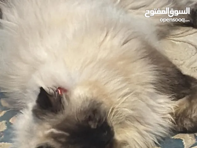 قطة هملايا