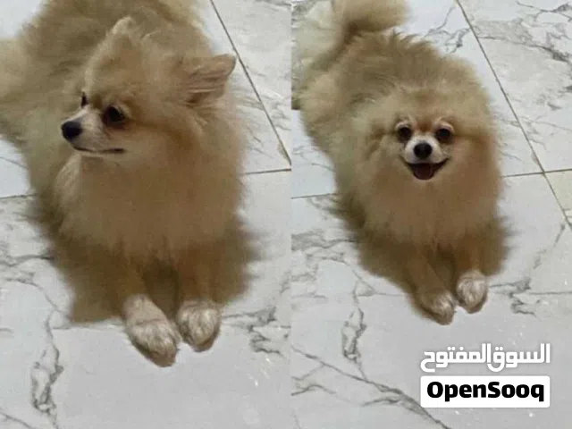 كلاب العمر 4-12 شهر