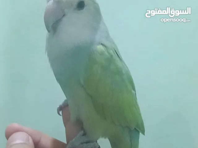 روز اليف مناسب اطفال