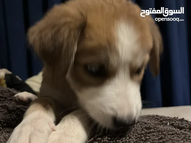 كلب صغير للبيع