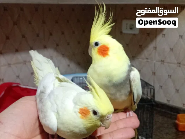 جوز عصافير كوكتيل للبيع