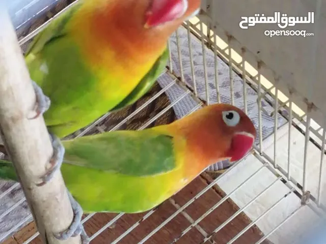 زوج فيشر منتج للبيع او البدل بدون الفروخ الوصف مهم