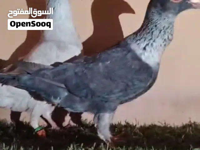 متااح جوز جلوف قراقطه