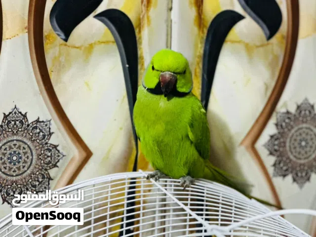 بغبغاء الدره الهندي