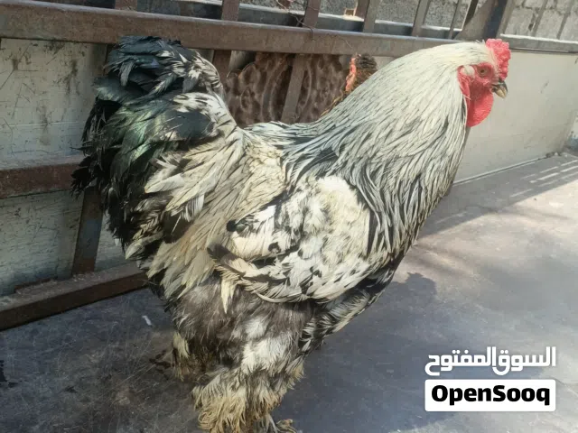 كوبيه براهما يدحي الله يبارك