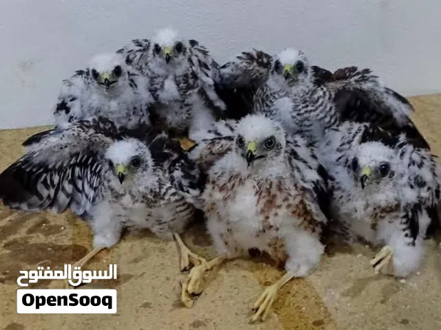 موجود فراخ باز