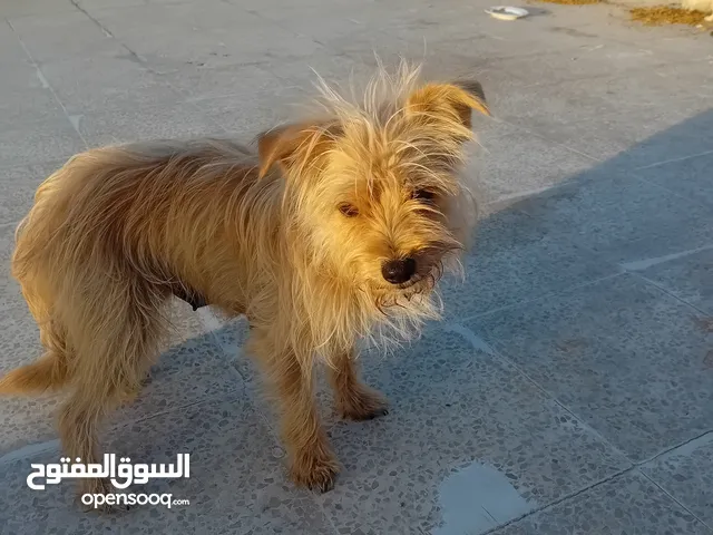 كلبه للبيع المستعجل تيرير