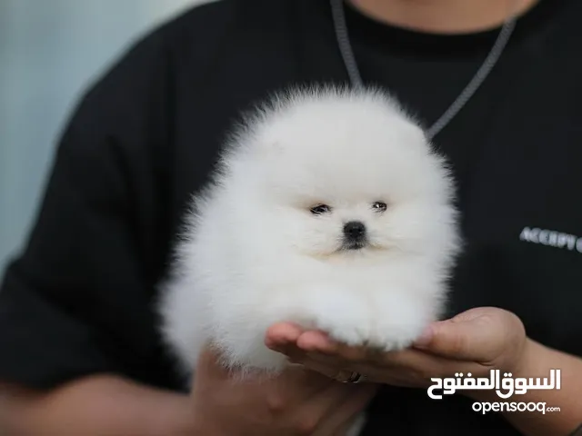 Pomeranian puppies available