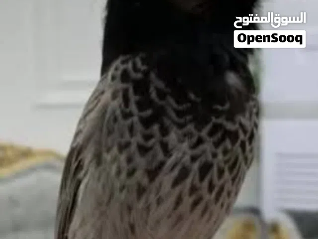مطلوب بلبول كشميري ذكر او بلبول ذكر صغير كشميري نهايه غر