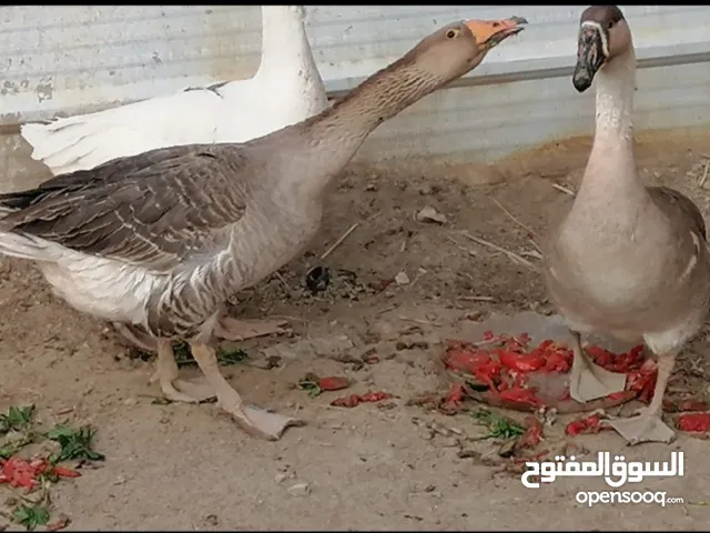 زوج بطوط بيع او مرواس بدجاج عرب