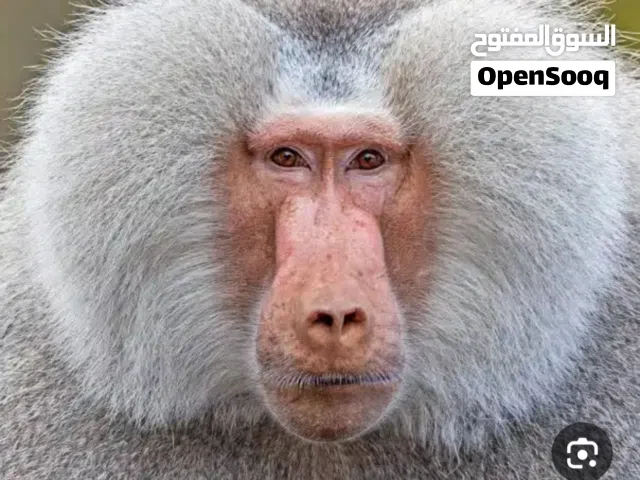 مطلوب قرد بابون ذكر بالغ