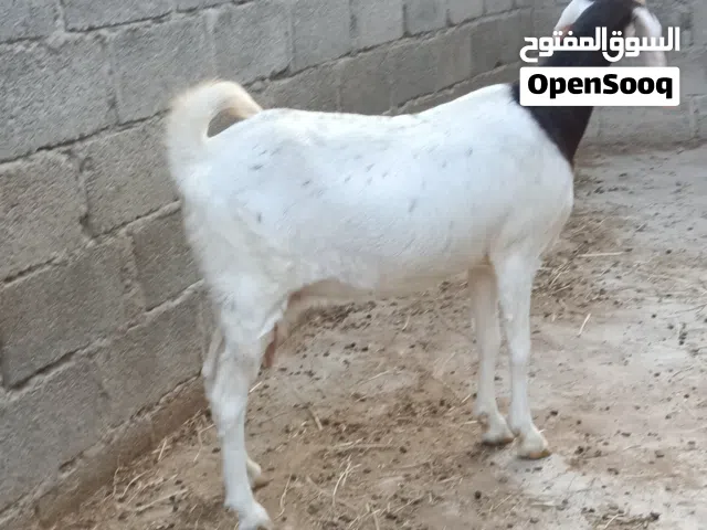غنم باكستانيات مع الفحل عدد 9 رواس  أقرأ الوصف قبل التواصل