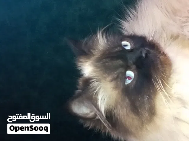 للبيع اثنا هملايا  سعر حرق