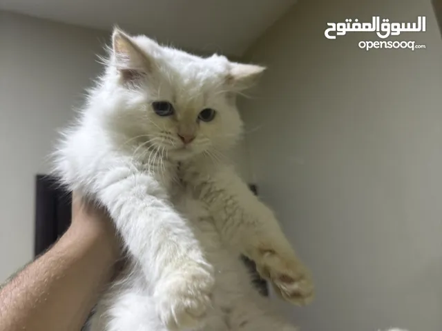 قط ذكر نوع راغدون عمرو 3 اشهر متعلم ع الرمل