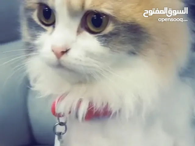 لدواعي السفر قطتين 18 شهر نوع مميز مع التعقيم