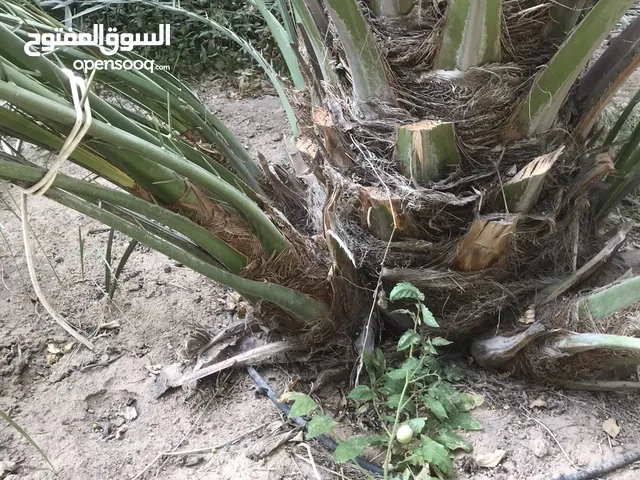 نخل برحي للبيع