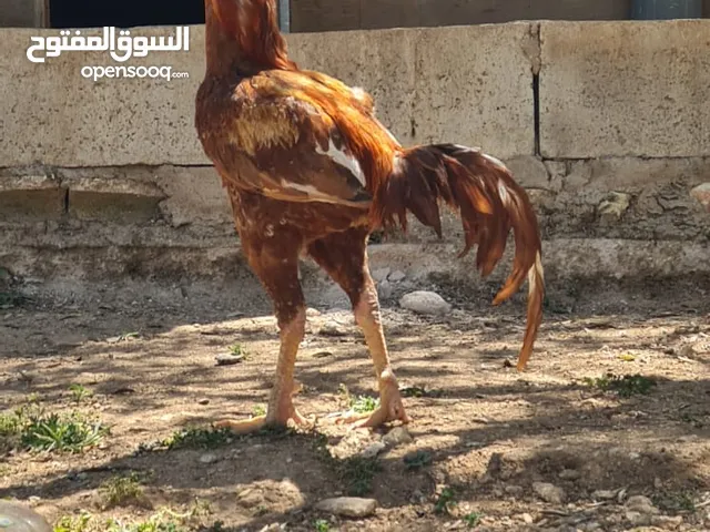 فحل بصلاة على النبي