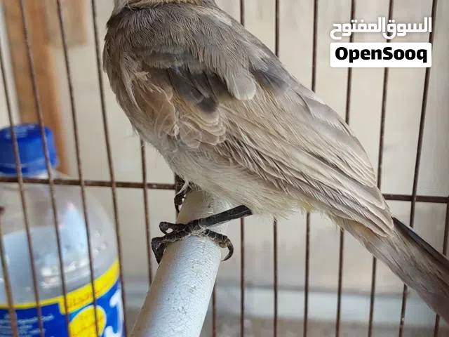 بلبل عراقي ذكرين مخاليف للبيع صحتهم ممتازه