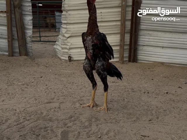 هنود مستوى فاخر