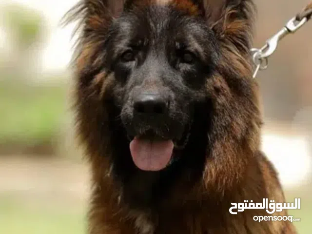 للبيع او البدل أنثى جيرمن شيبرد مستوى عالي جدًا  High-Quality Female German Shepherd