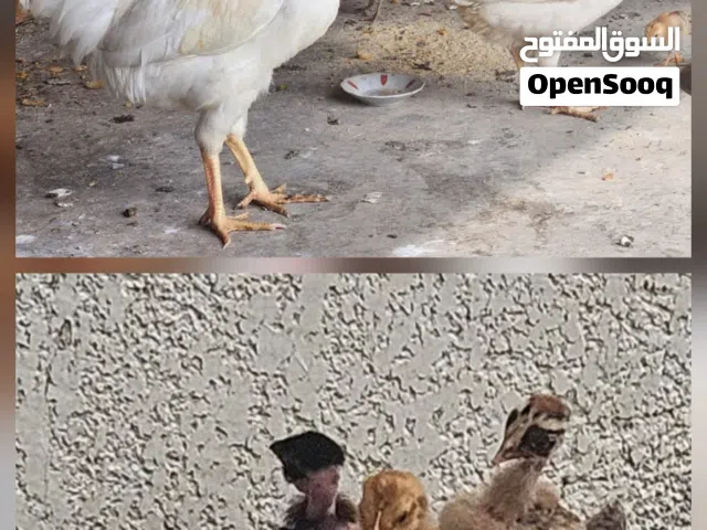 دجاج ديج مع افراخ