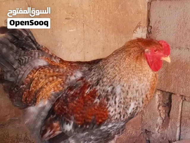 دجاج ديوك براهما براهمه