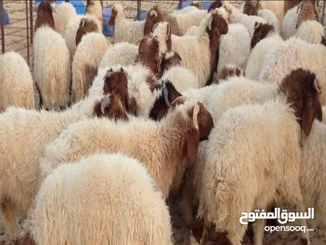 ذبح اضاحي متنقل