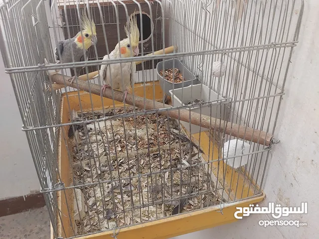 جوز كوكتيل شغلات للبدل على طيور روز الشرط شغلات وأربع جواز حب للبيع