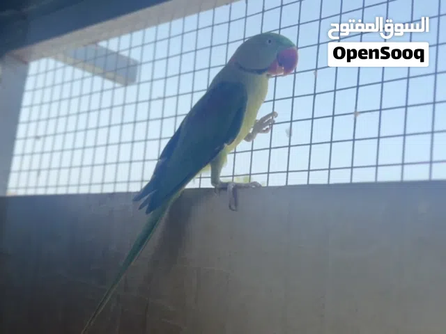 ببغاء نيبالي