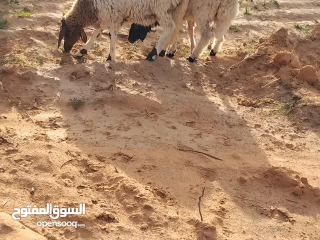 السلام عليكم