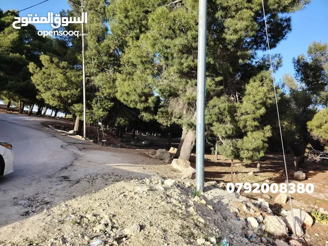 ارض مرتفعة مشجره جاهزه ومخدومه مجاوره للاحراش والغابات منطقة نادره ام بطيمه قرب ترخيص جرش
