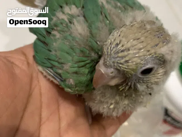 كنيور تركواز غر