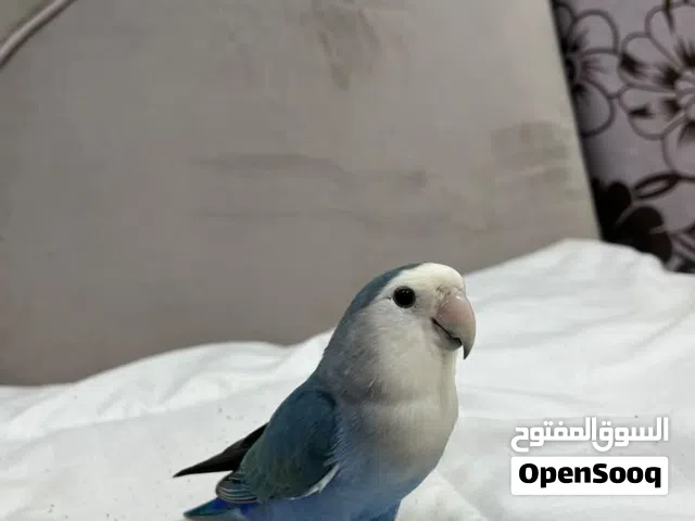 طائر روز للبيع هادي
