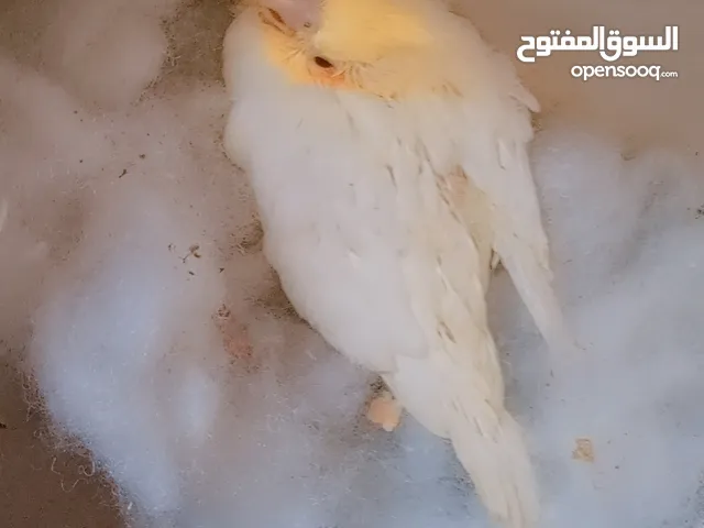 كوكتيل لاتيني بريل تاكيل يدوي مفطوم للبيع مفيش عض نهائي ءامن علي الاطفال مدرب تدريب عالي ومكتوب