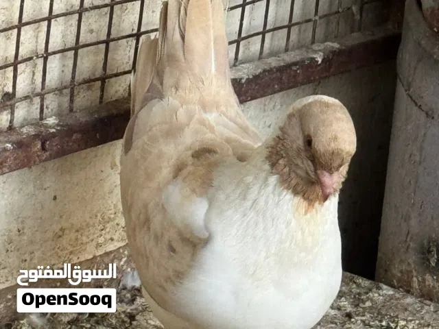للبيع انثى مدينه أوربي بحالة جيدة ولون ممير