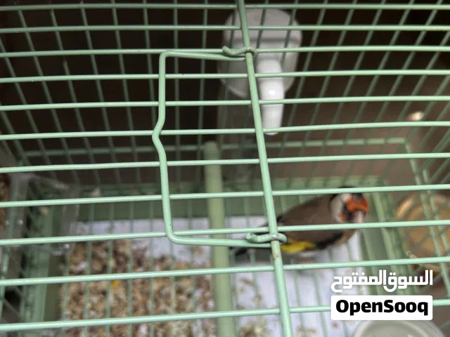 حسون سوري ذكر مغرد
