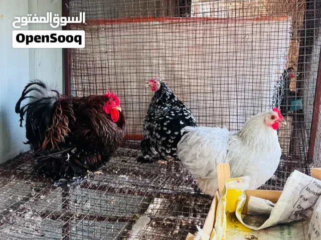 للبيع دجاج مختلف الأنواع (دجاج السلكي ، دجاج كوشن القزم)