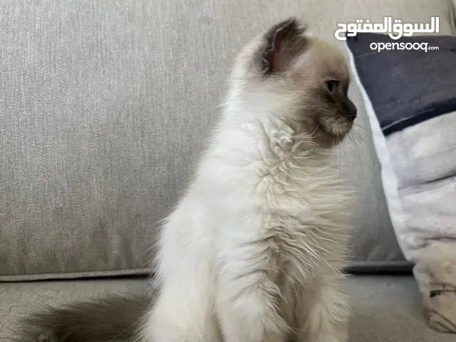 بسة بيتية هملايا مكس شرازي