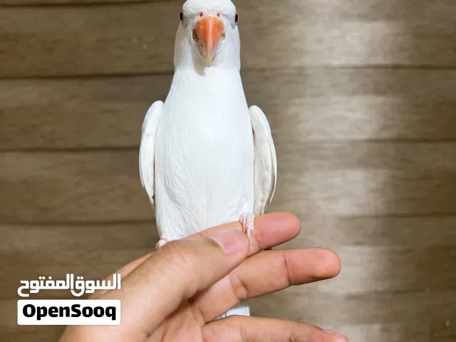 متاح فحل دره لابينو عيون حمر اليف  ناصريه مركز