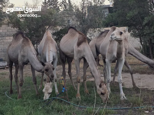 قعدان الله يبارك