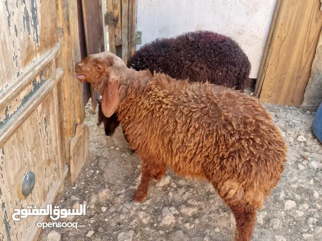 خروف صقري لون اسود الصلاه على النبي وعبور العمر.          3 اشهر ونص