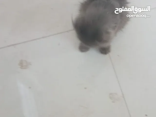 صباح الخير عليكم عندي بزازين ثنين للتبني عمرهن سنة وشهر وثانية سنة و3 اشهر