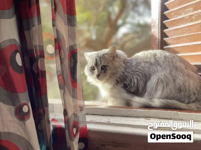 قط شيرازي ولد للتبني