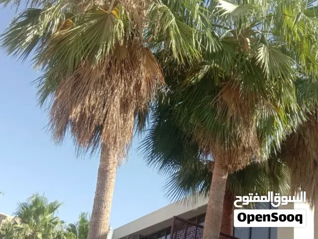 أنا شغل نخل يعني غلا و الذراع تكريب تنظيف نخل تلغيي