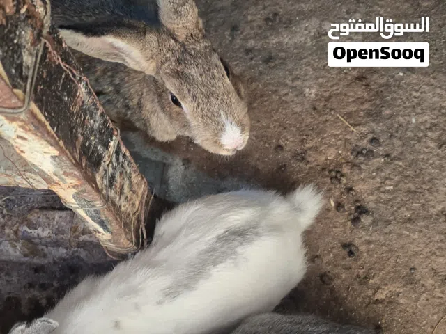 ارانب مشكل