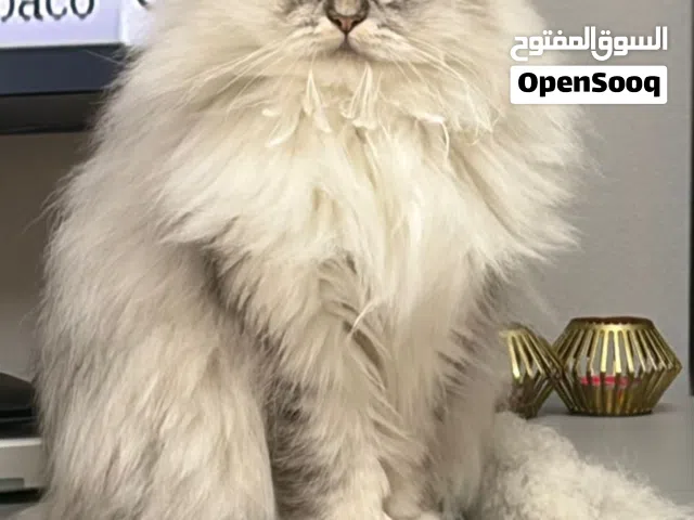 Type Shirazi cat gender female colour beautiful and very pet