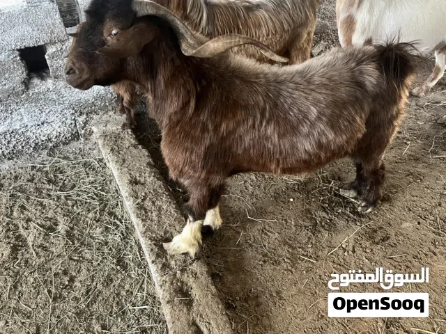 تيس مخصاي العمر غير معروف