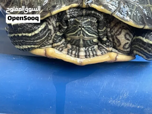 سلحفاه برمائيه للبيع