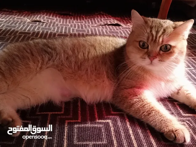 قطة للبيع سكوتش فولد Ny 25 بسعر 160قابل للتفاوض العمر 4 سنين ونص بصحة جيدة البيع بسبب عندي 4 غيرها