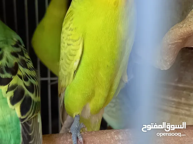 طيور البادجي صغار وكبار إنتاج عماني